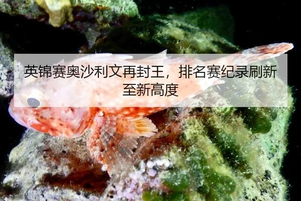 ying-jin-sai-ao-sha-li-wen-zai-feng-wang-pai-ming-sai-ji-lu-shua-xin-zhi-xin-gao-du-2-937.jpg